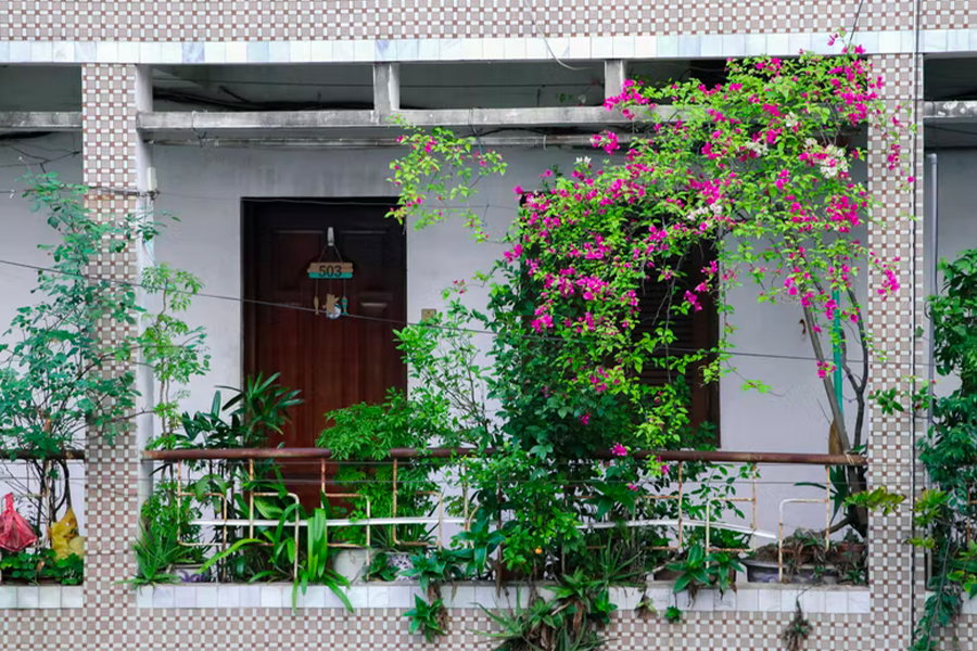 Canlı çiçeklerle dolu balkon bahçesi