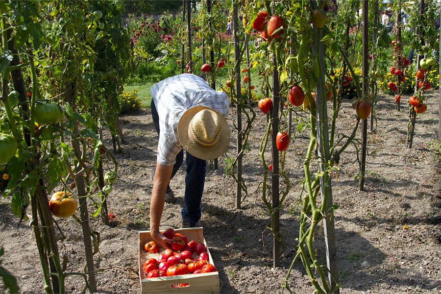 Tomaten im Lebensmittelgarten pflücken