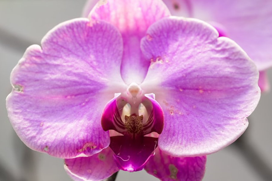 Fiori di orchidea