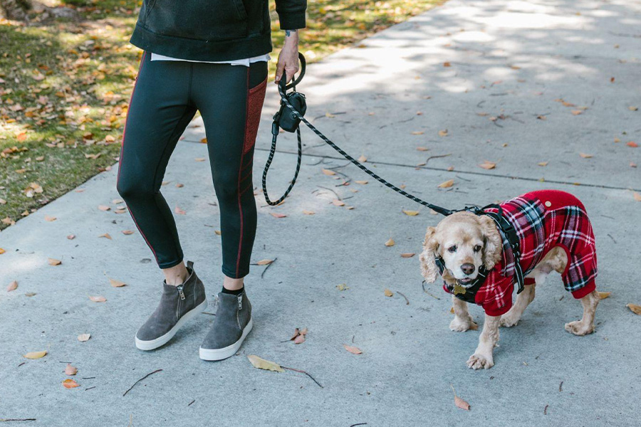 Un cane legato al guinzaglio