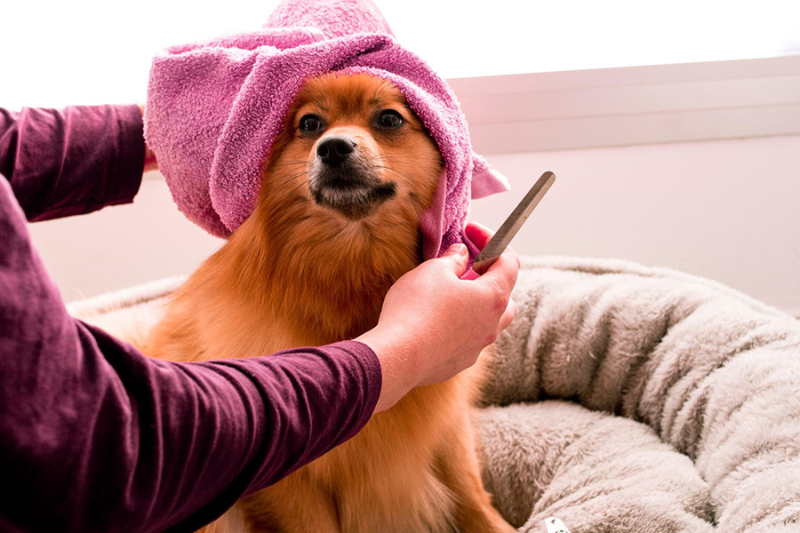 Un cane con un asciugamano che si toeletta