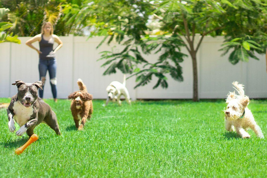 Mainan luar ruangan membantu mengembangkan keterampilan motorik dan mensosialisasikan anak anjing Anda