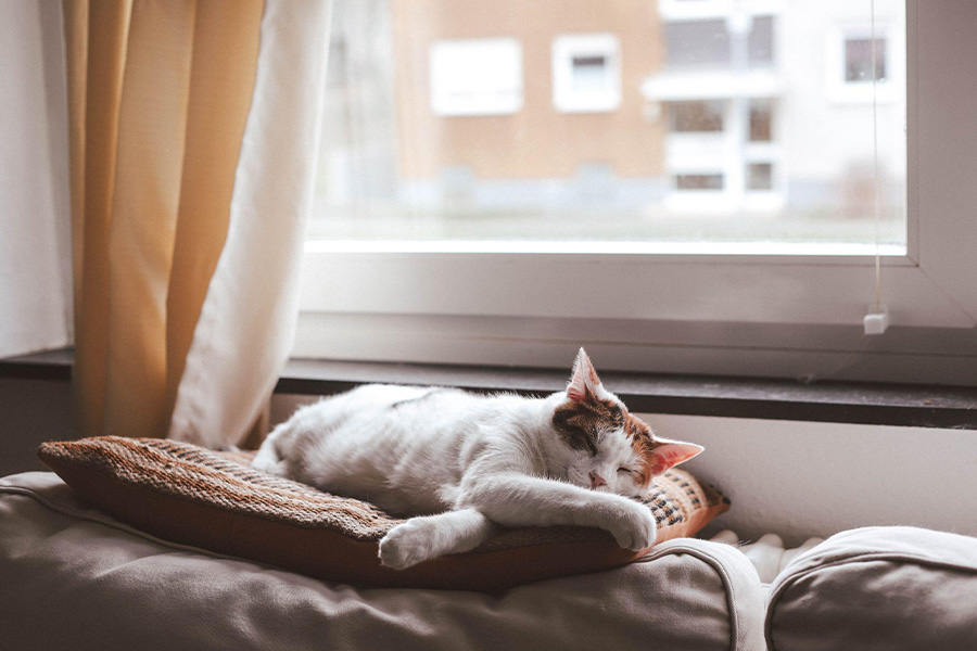 窓用ハンモックと止まり木は猫の生活に素晴らしい追加物です