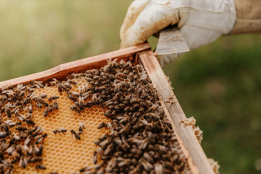 Una colección de abejas