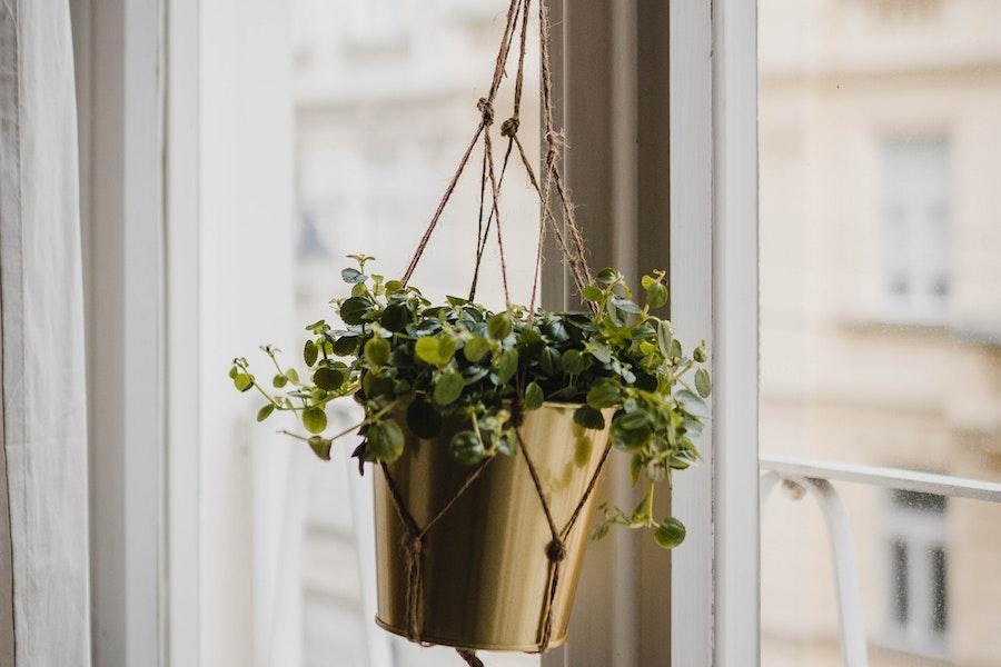 Pot suspendu avec des cordes tout en tenant des plantes d'intérieur décoratives