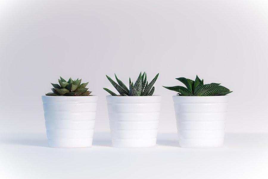 Trois conteneurs en fibre de verre avec différentes plantes