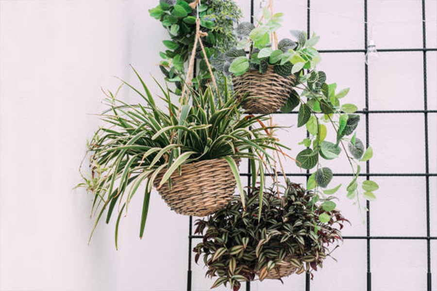 three hanging baskets with green plants inside a building