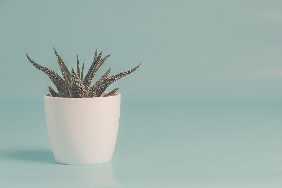 Pot en céramique blanche sur fond bleu