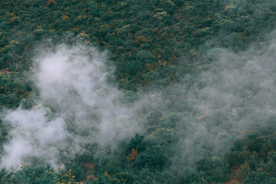 Fitta nebbia sugli alberi in una foresta