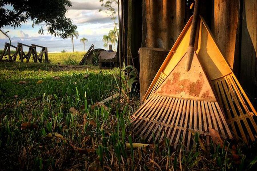 Dois lugares de ancinhos ao lado de uma árvore