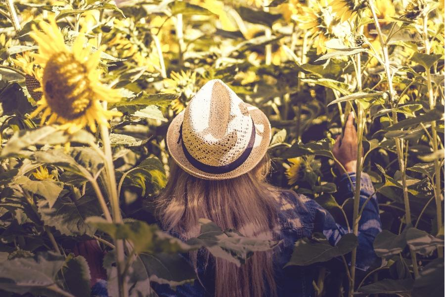 seorang wanita mengenakan topi wol putih di samping ladang bunga matahari