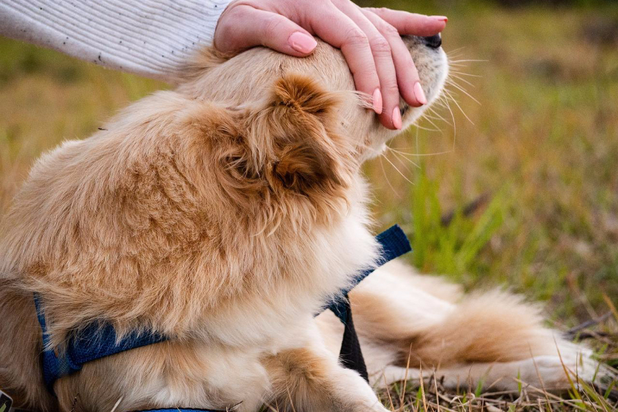 Nötr renkli ojeli bir golden retriever'ı okşayan kadın